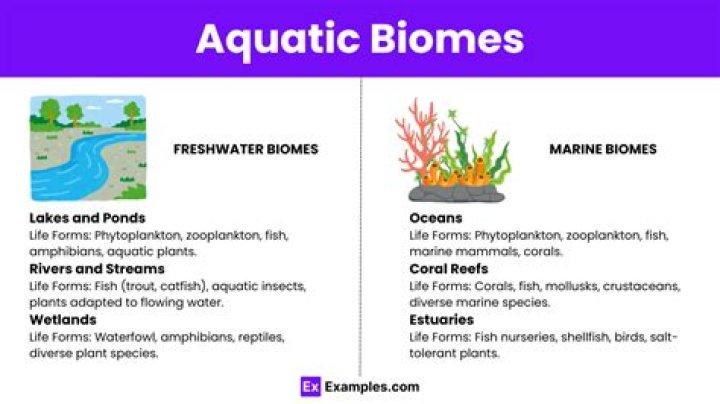 3 Factors of Aquatic Biomes: Understanding the Key Elements Shaping Marine and Freshwater Ecosystems