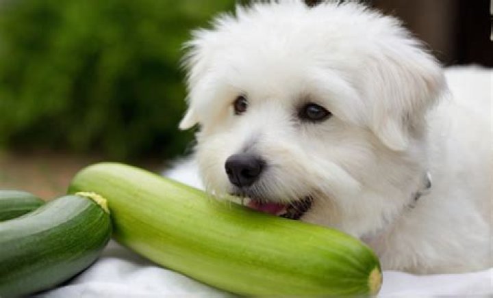 Are Zucchini Good for Dogs? A Comprehensive Guide for Pet Owners