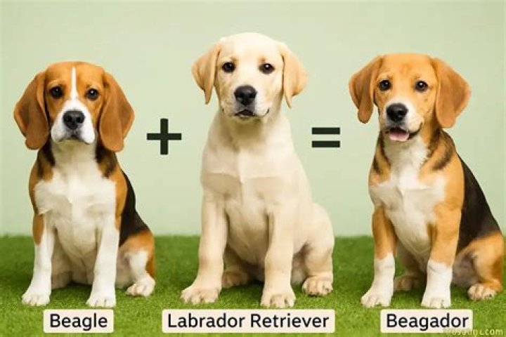 Beagle Lab Retriever Mix: The Ultimate Guide to Understanding This Lovable Hybrid