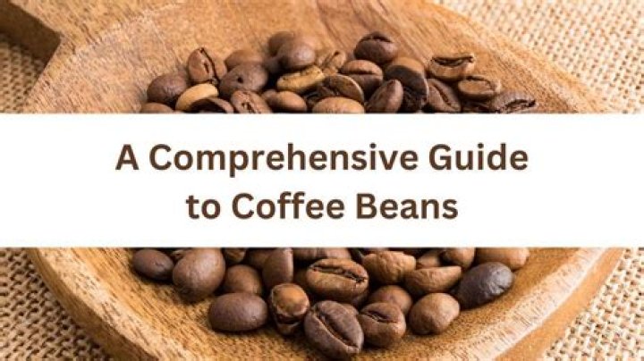 Beans from EvenStevens: A Comprehensive Guide to Discovering Their Origin, Benefits, and Uses