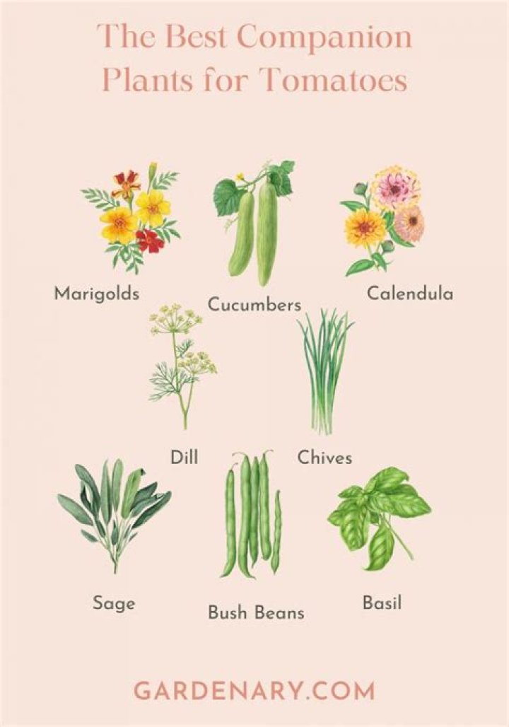 Best Companion Plants for Tomatoes: Boost Your Garden&rsquo;s Productivity