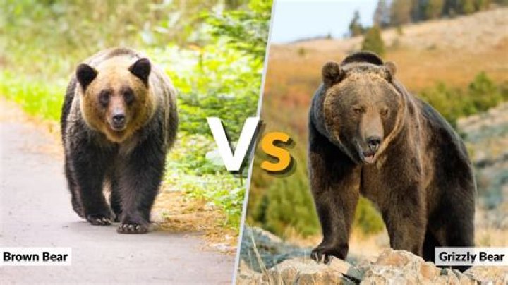 Brown vs Grizzly Bear: Understanding the Differences and Similarities
