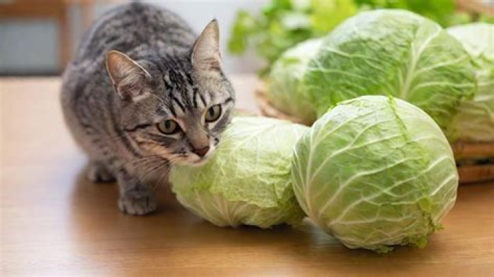 Can Cats Eat Cabbage? A Comprehensive Guide for Responsible Cat Owners