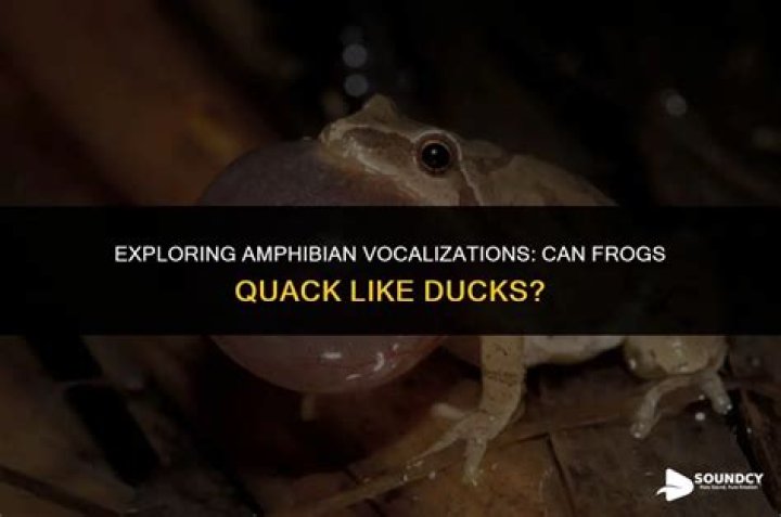 Can Frogs Scream? Exploring the Fascinating World of Frog Vocalizations