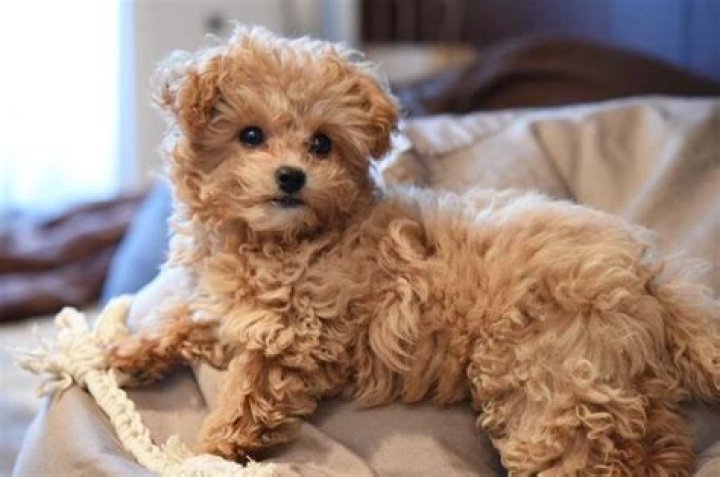 Chihuahua Poodle Mix: The Ultimate Guide to the Chihuahua Poodle Dog
