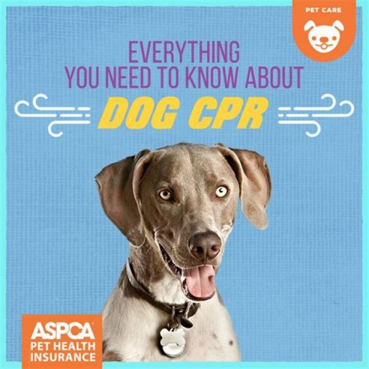 Comprehensive ASPCA Insurance Reviews: Everything You Need to Know