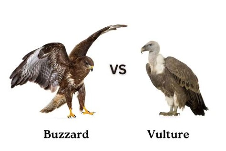 Difference Between Buzzard and Vulture: A Comprehensive Guide