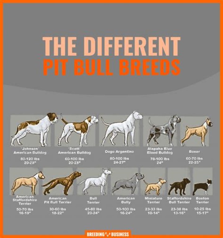 Different Types of Pit Bull Breeds: A Comprehensive Guide for Enthusiasts