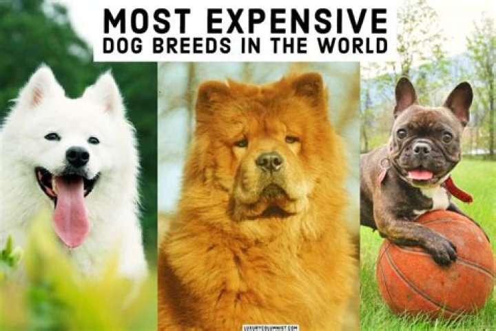 Discover the Most Expensive Dog Breed in the World: A Comprehensive Guide