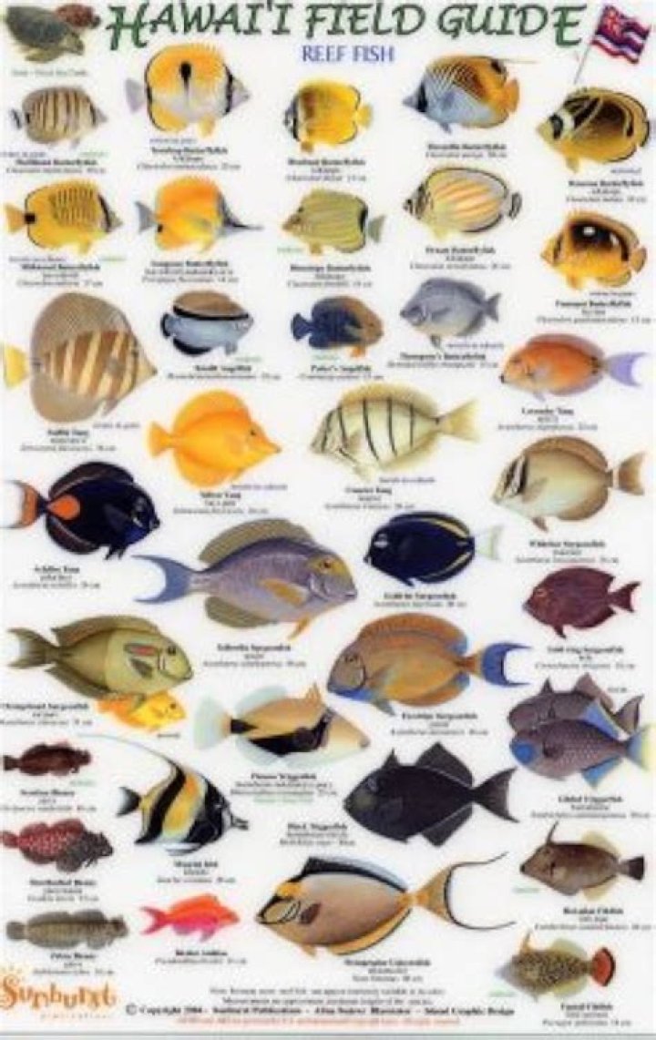 Discover the State Fish of Hawaii: A Comprehensive Guide