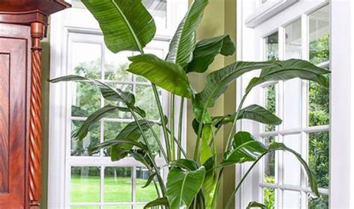 Garden Innavannah: Your Ultimate Guide to Creating a Breathtaking Paradise