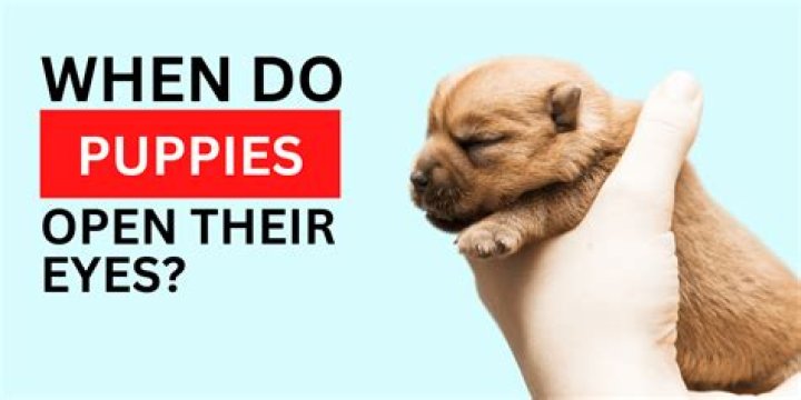 How Long for Puppies' Eyes to Open: A Comprehensive Guide for New Puppy Owners
