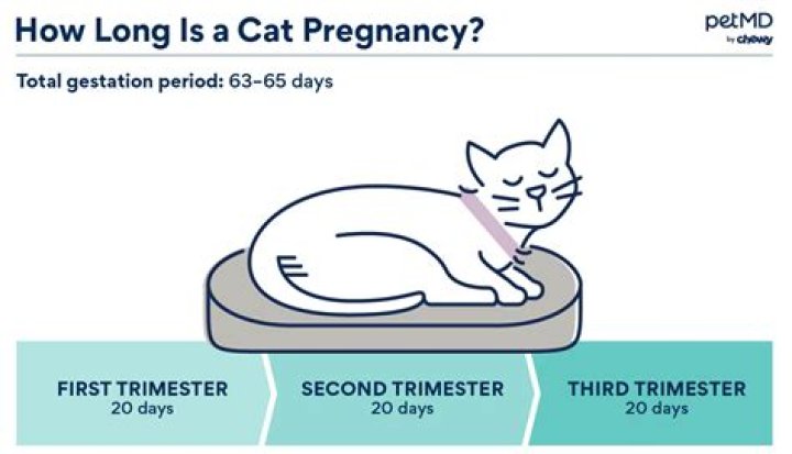 How Many Days is a Cat Pregnant For? A Comprehensive Guide