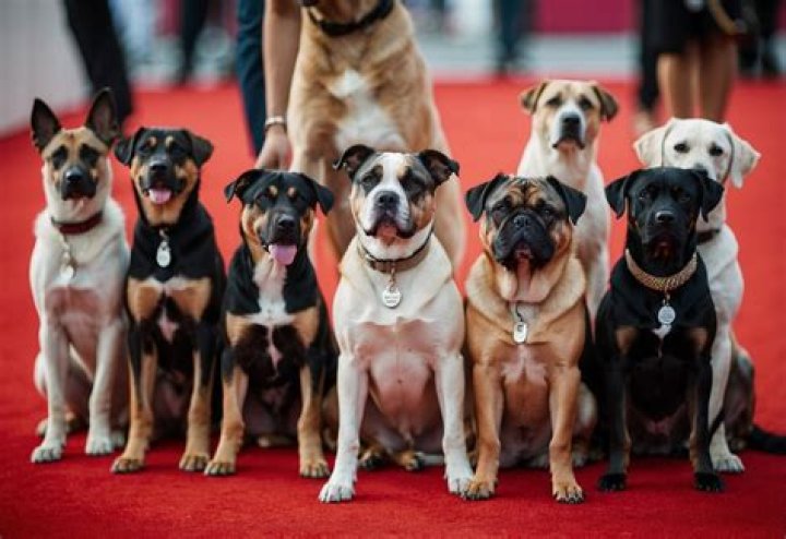 How Much is the Most Expensive Dog? Unveiling the Price Tag of Luxury Canines