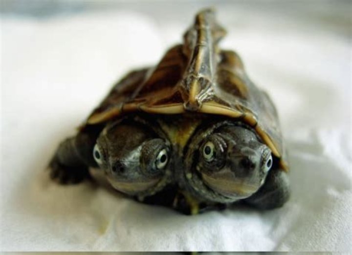 Polycephaly Animals: Unveiling the Mysteries of Multi-Headed Creatures