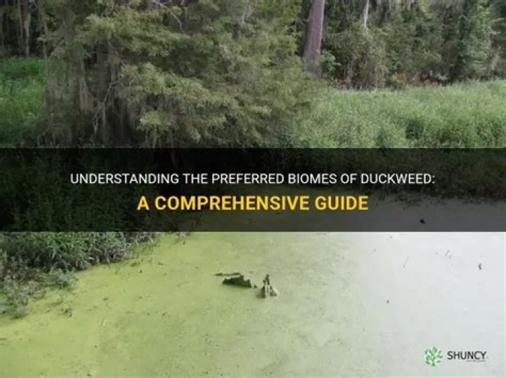Preventing Aquatic Biomes Degradation: A Comprehensive Guide