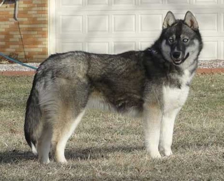 Siberian Husky Agouti Coat: A Comprehensive Guide to This Stunning Coat Variation