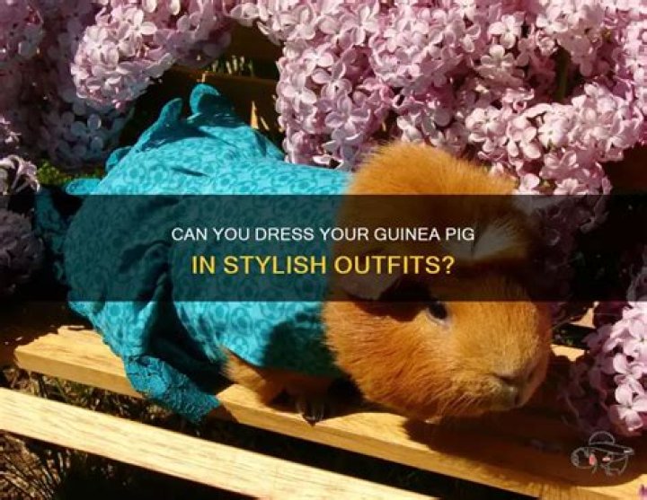 Stylish Outfits for Pigs: Elevate Your Porcine Fashion Game