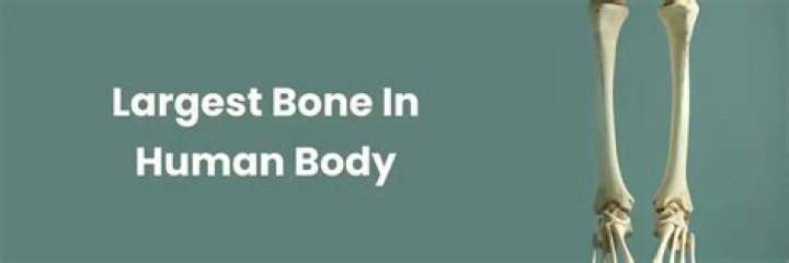 The Largest Bone of the Body: Understanding the Significance of the Femur