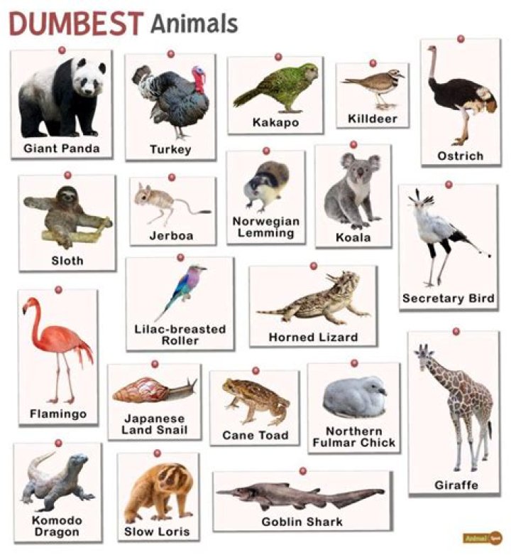 What's the Dumbest Animal in the World? Exploring Intelligence Across Species