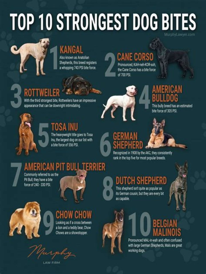 What is the Bite Force of a Pitbull? Understanding the Strength and Temperament